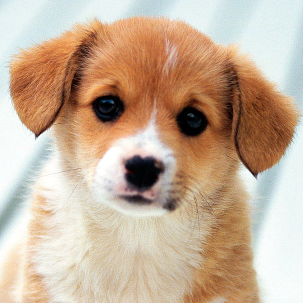 Puppy Funny Videos Recap - Lovely Puppies video app icon