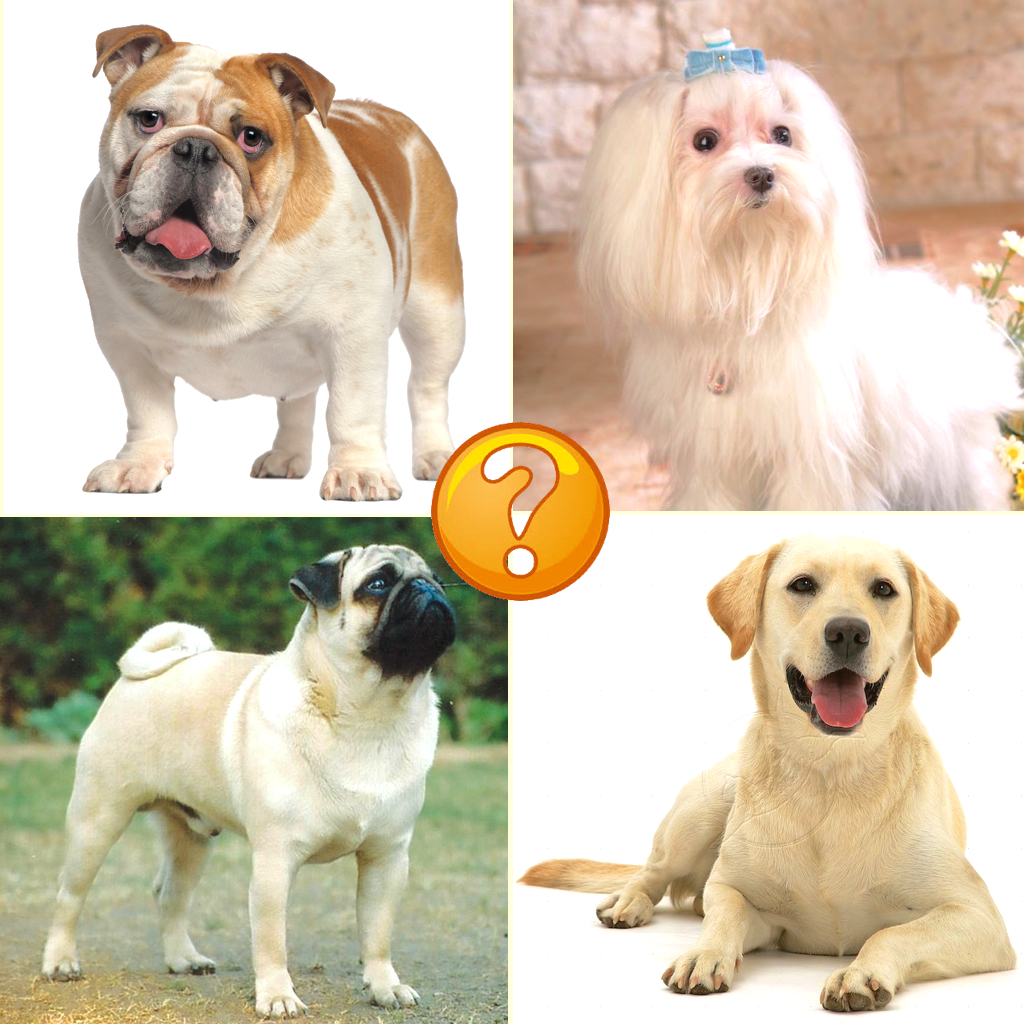 Guess Puppy Breed: Reveal Dog Breed Like Poodle & Labrador icon