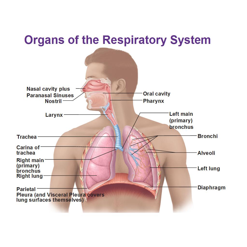 Registered Respiratory Therapist Exam CRT RRT 2000 Questions Simulation icon