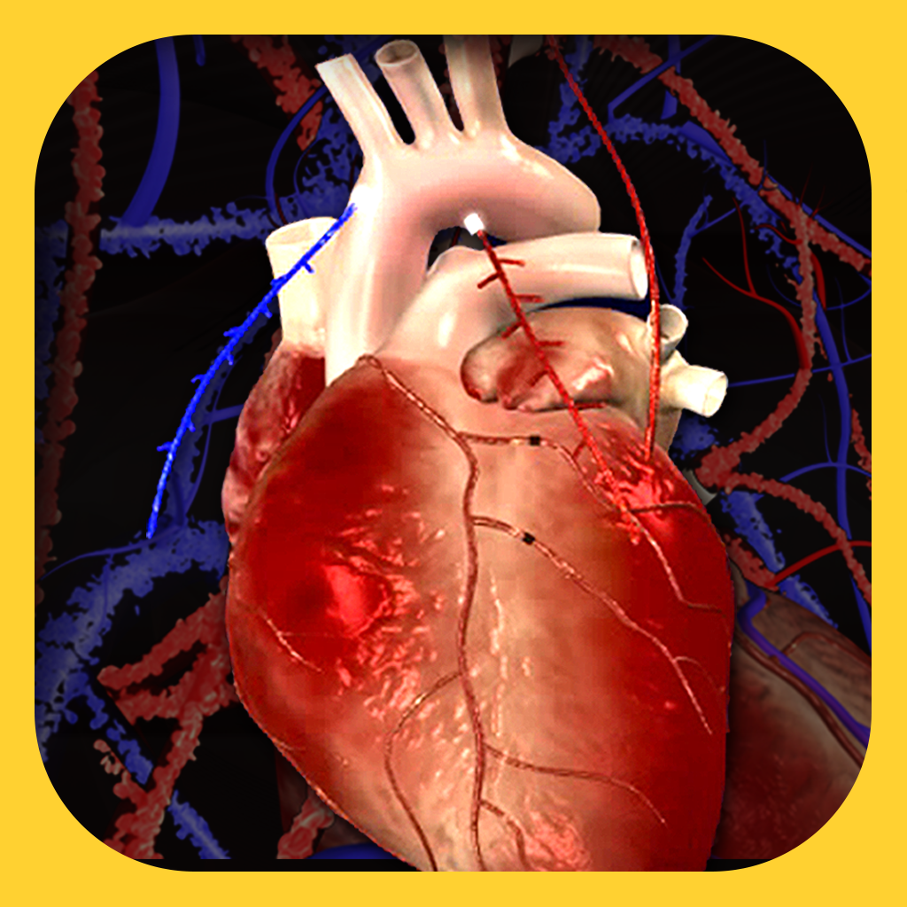 Circulatory System  -  Anatomy - Jr. Animated Atlas series