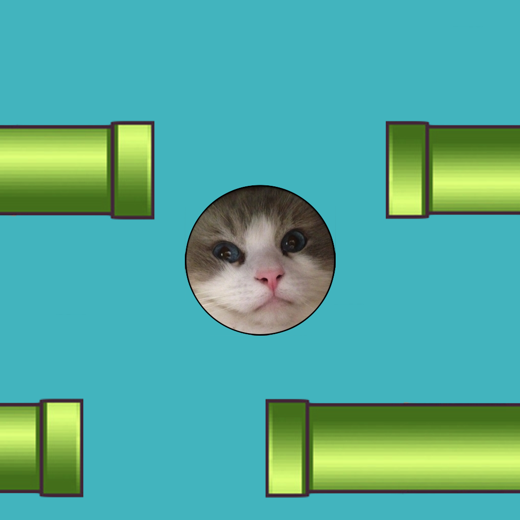 Cat on Pipes