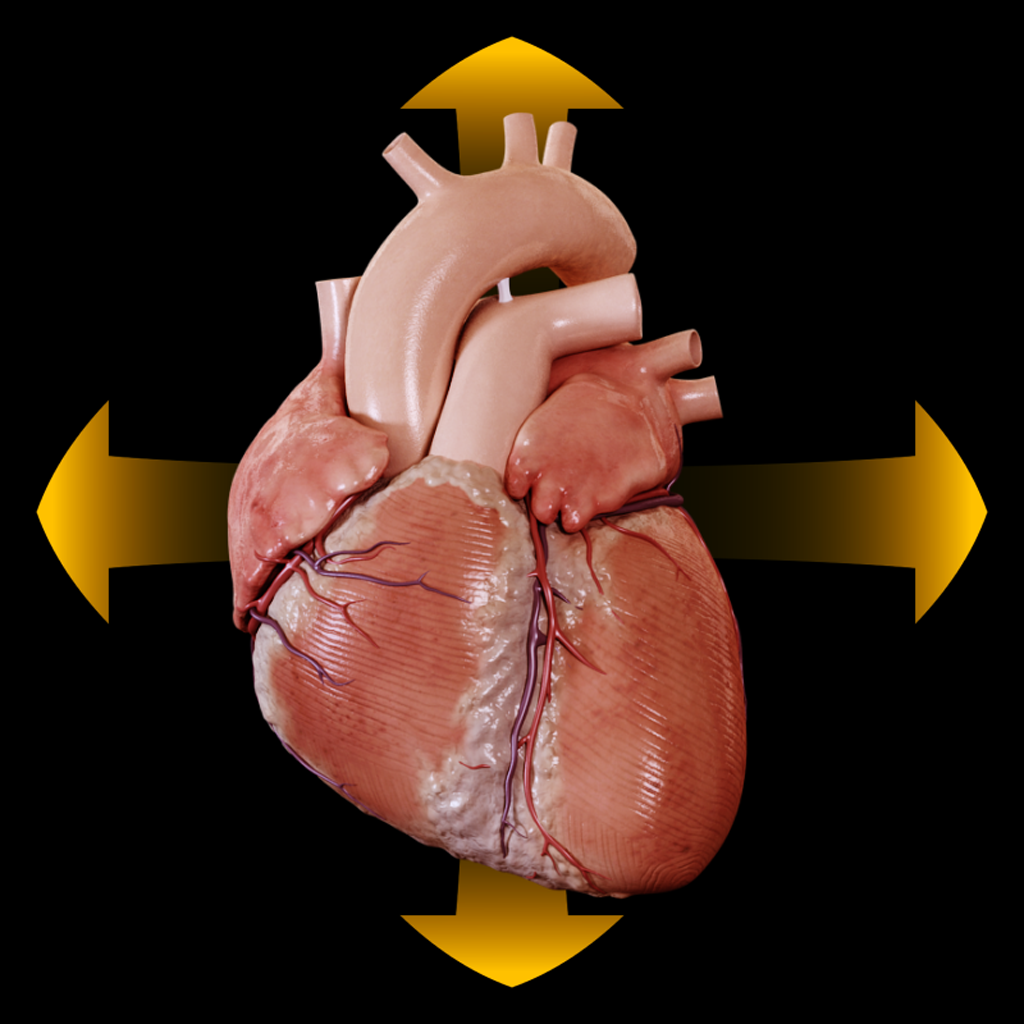 Heart - Spinning 3D Anatomy icon