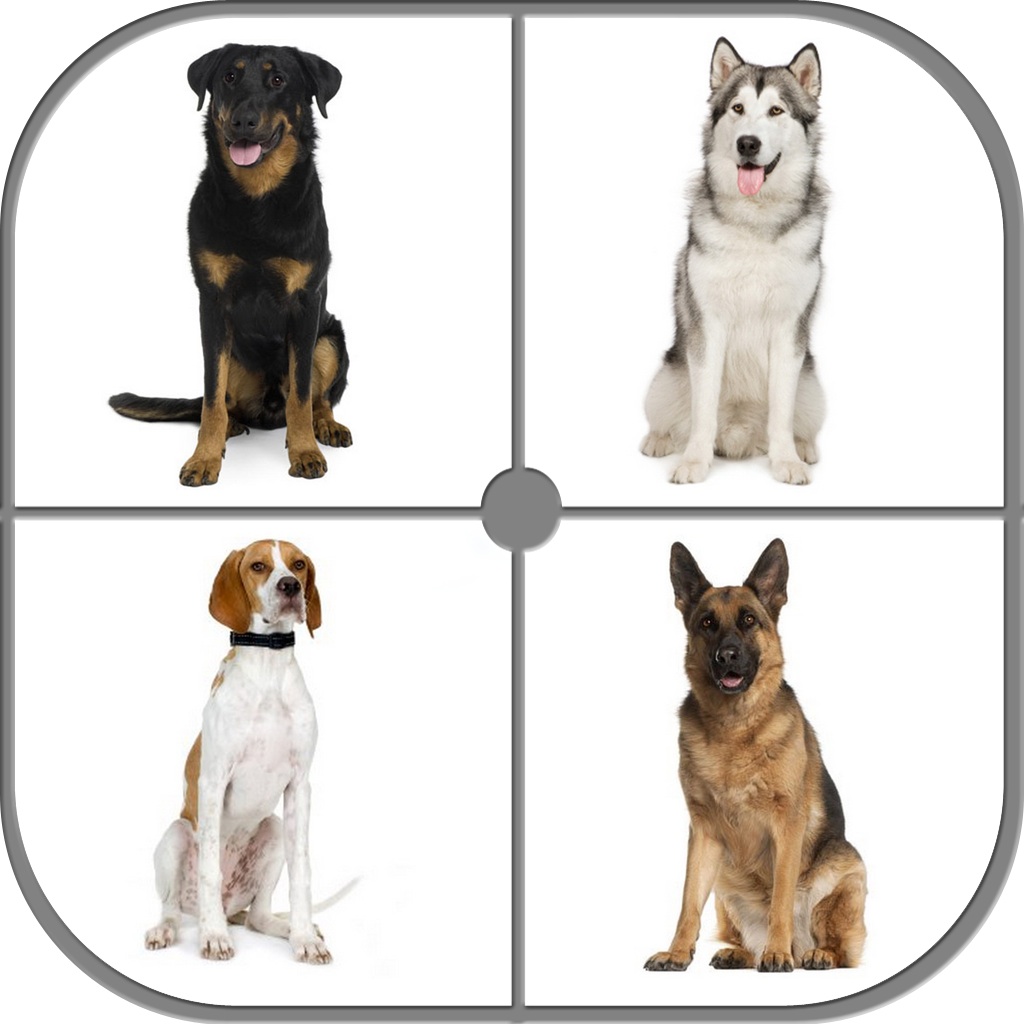 Guess Dog - Dog Breeds Quiz icon