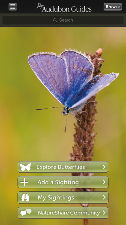 Audubon Butterflies - A Field Guide to North American Butterflies screenshot-0
