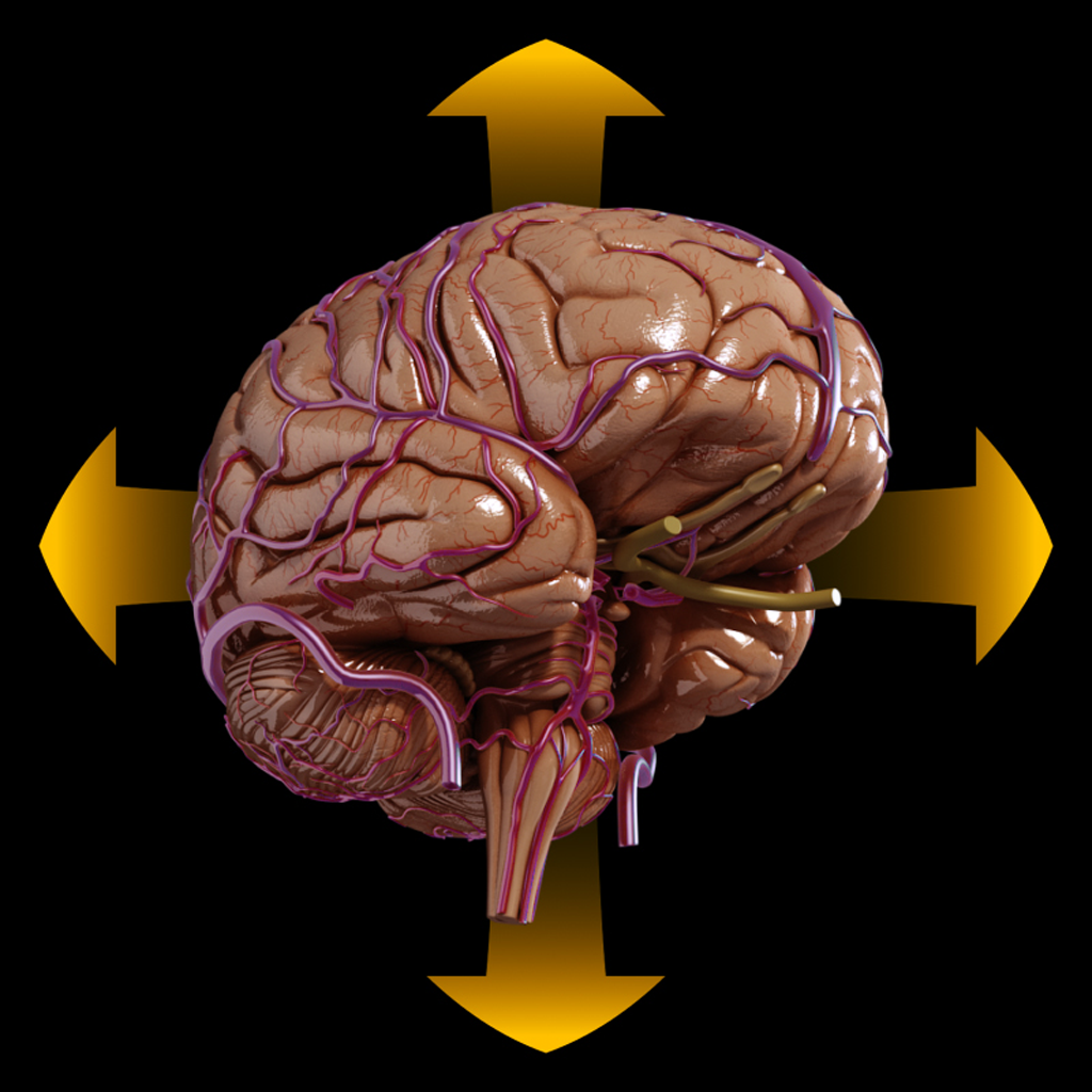 Brain - Spinning 3D Anatomy | Apps | 148Apps
