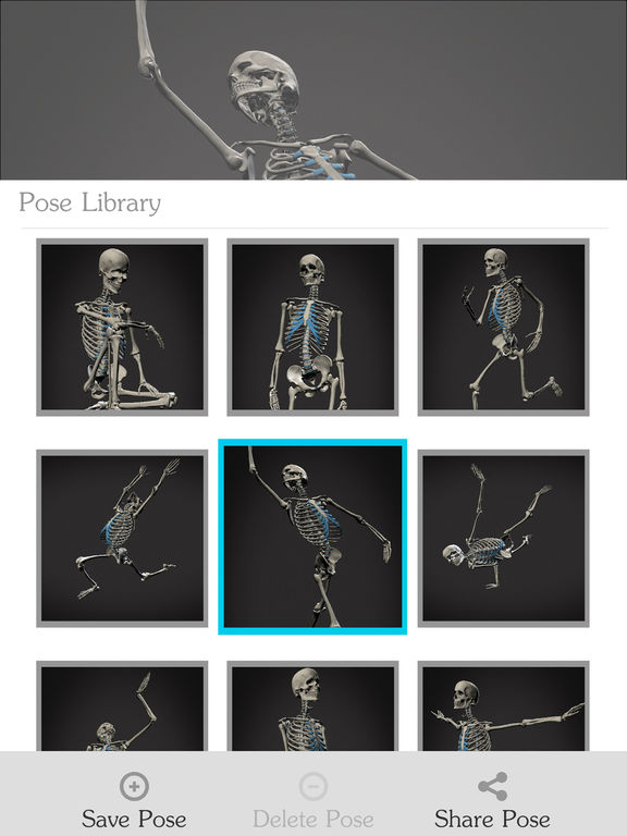 skelly poseable anatomy model